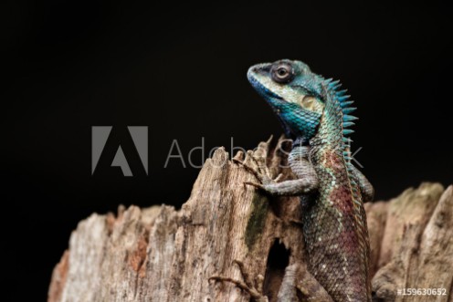Picture of A close up shot of a blue lizard lacerta viridis